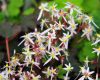 Show product details for Saxifraga fortunei Autumn Tribute